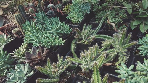 High angle view of plants growing in greenhouse