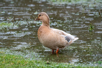 Duck on a lake