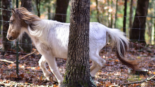 Horses in a forest