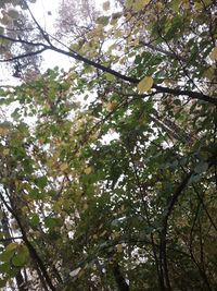 Low angle view of tree in forest