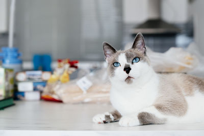 Gray cat laying on the kitchen table. white cat with blue eyes looking at camera. domestic animal