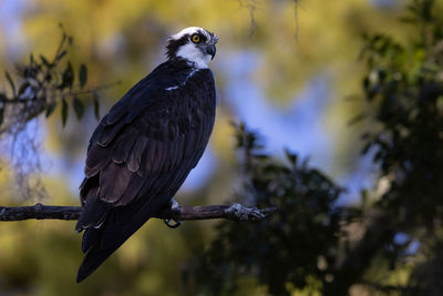 Osprey perched in tree along lake path