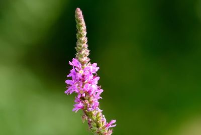 Close-up of purple flowering plant