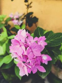 Close-up of pink flowering plant