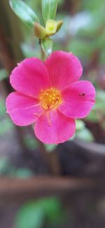 Close-up of pink flower