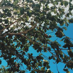 Low angle view of trees against sky