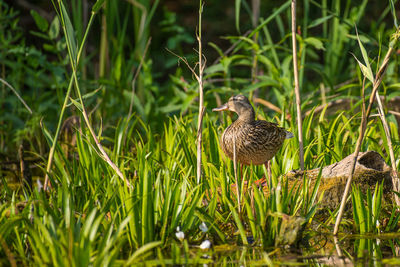 Bird perching on grass