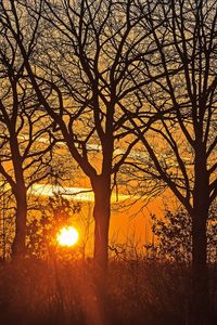 Silhouette of tree during sunset