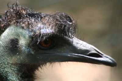 Close-up of a bird