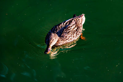 Duck swimming in lake