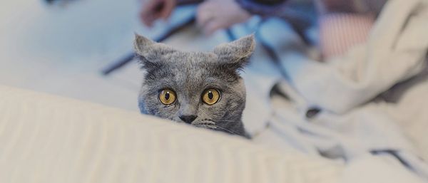 Close-up portrait of cat