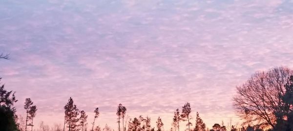 Bare trees in forest during sunset