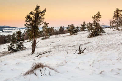 Trees on snow covered landscape against sky