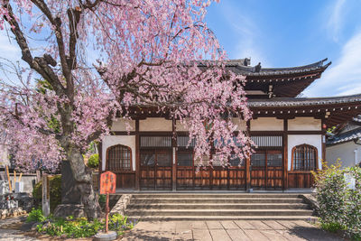 Pink flowering tree by building against sky