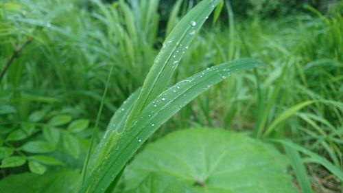 Close-up of dew drops on grass