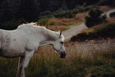 Horse standing in a field during autumn sunset