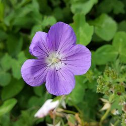 Close-up of purple flower blooming