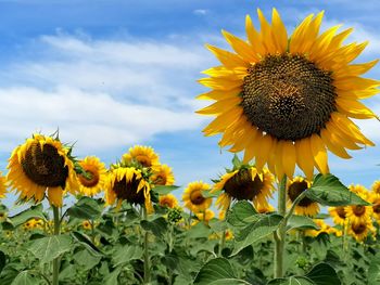 Close-up of sunflower