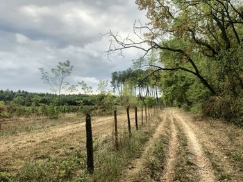 Trees on field against sky