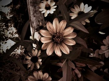 Close-up of pink flower blooming outdoors