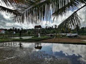 Reflection of palm trees in water