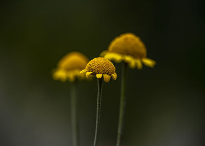 Close-up of plant against black background