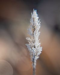 Close-up of frozen plant