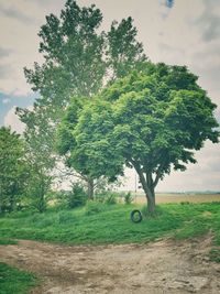 Trees on landscape against sky