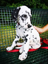 Dalmatian puppy sitting on a green bench, being touched by the hand of his owner, looking shy, pets