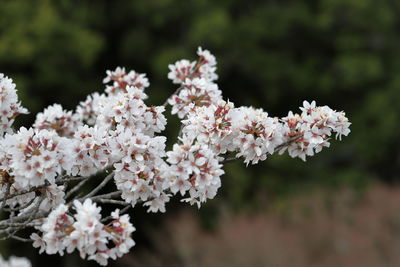 Close-up of white cherry blossom tree