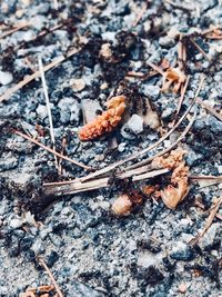 High angle view of insect on wood