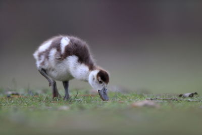 An egyptian goose duckling