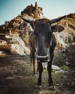 Portrait of cow