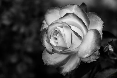 Close-up of rose blooming outdoors