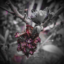 Close-up of pink flowers growing on tree