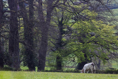 View of a cow in the forest