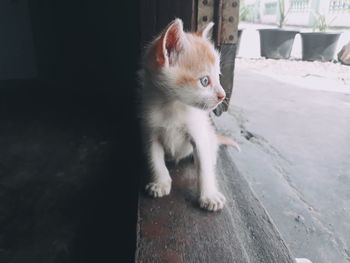 Kitten looking away while sitting on floor