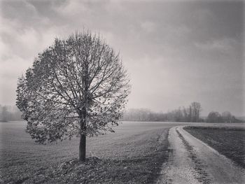 Bare tree on field against sky