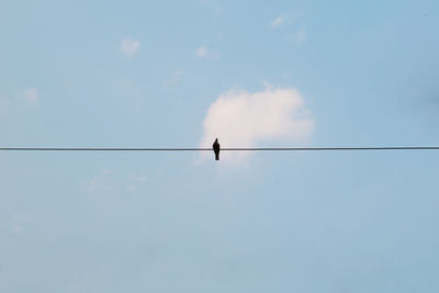 Low angle view of bird perching on cable