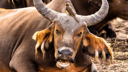 Close-up portrait of a water buffalo 