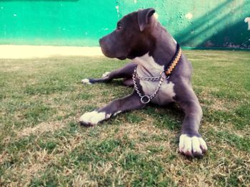 Dog looking away on field