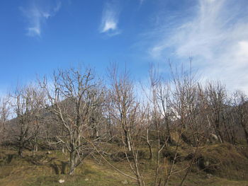 Bare trees against sky