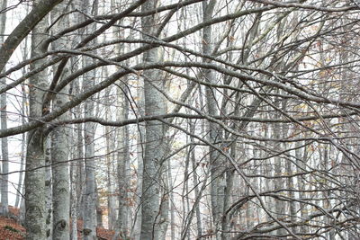 Low angle view of bare trees against sky