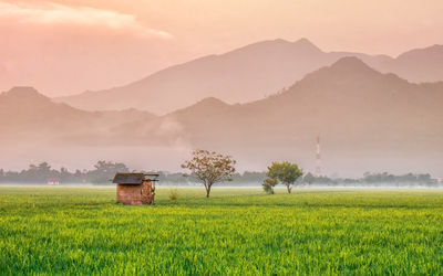 Scenic view of agricultural field against sky during sunset