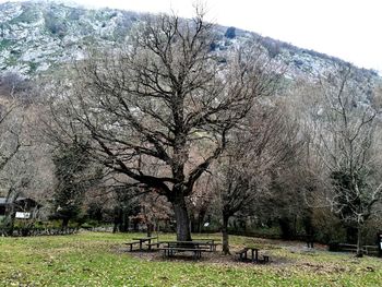 Bare trees on landscape against sky