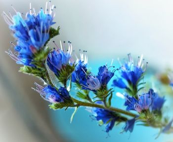 Close-up of purple flower blooming against blue sky