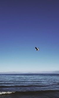 Seagull flying over sea against clear sky