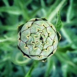 Close-up of artichoke flower