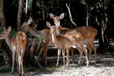 Fawn standing at zoo