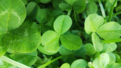 Full frame shot of green leaves